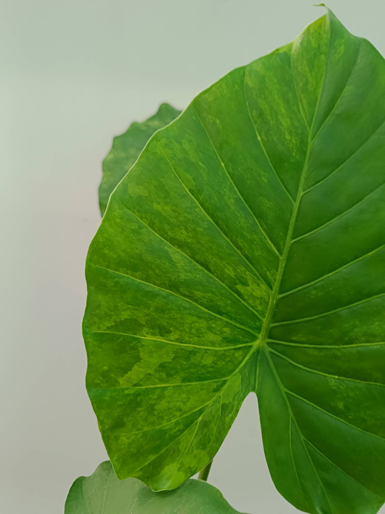 Alocasia Odora Variegata Aurea