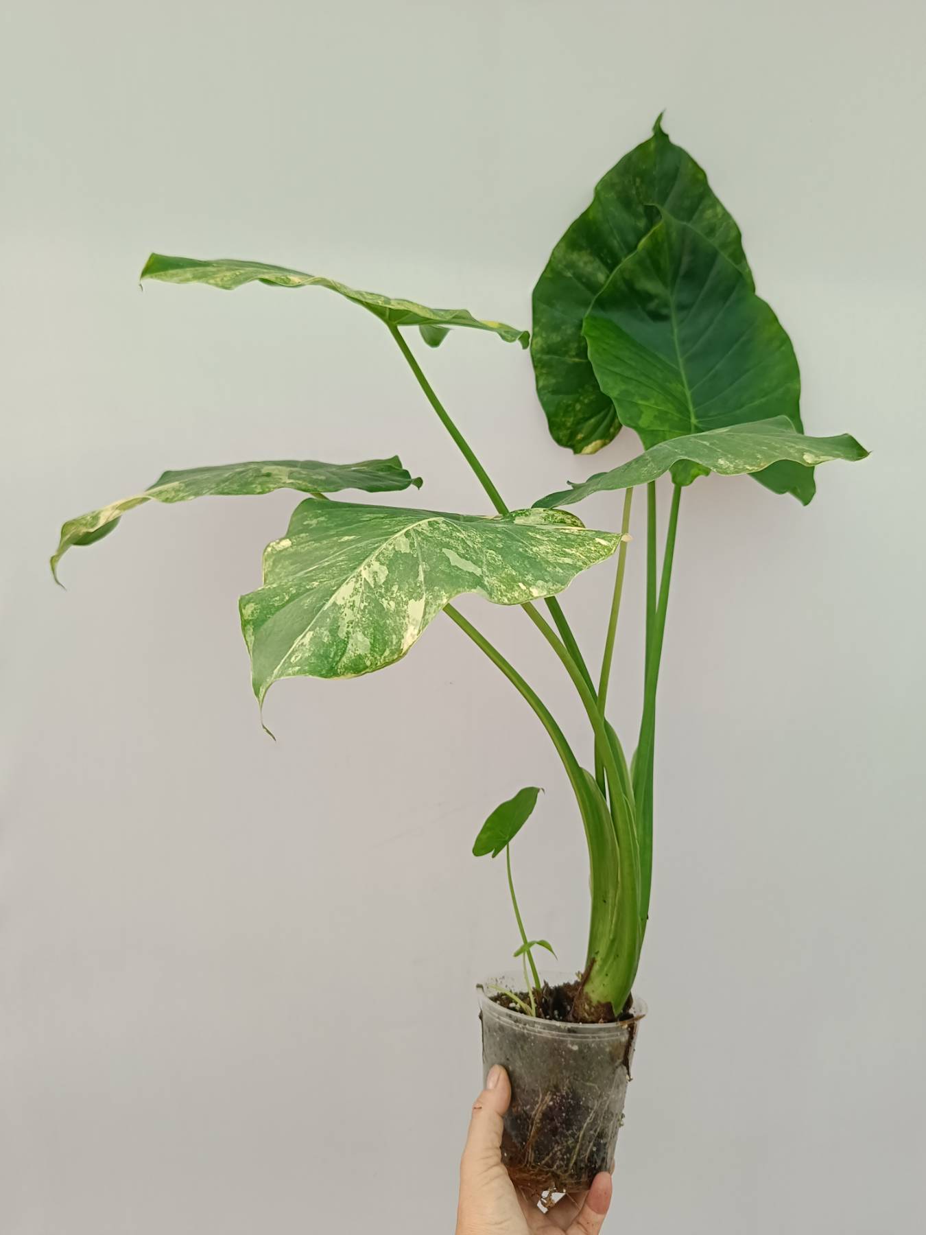 Alocasia Odora Variegata Aurea