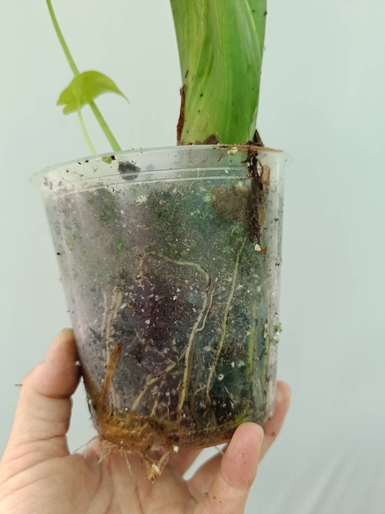 Alocasia Odora Variegata Aurea