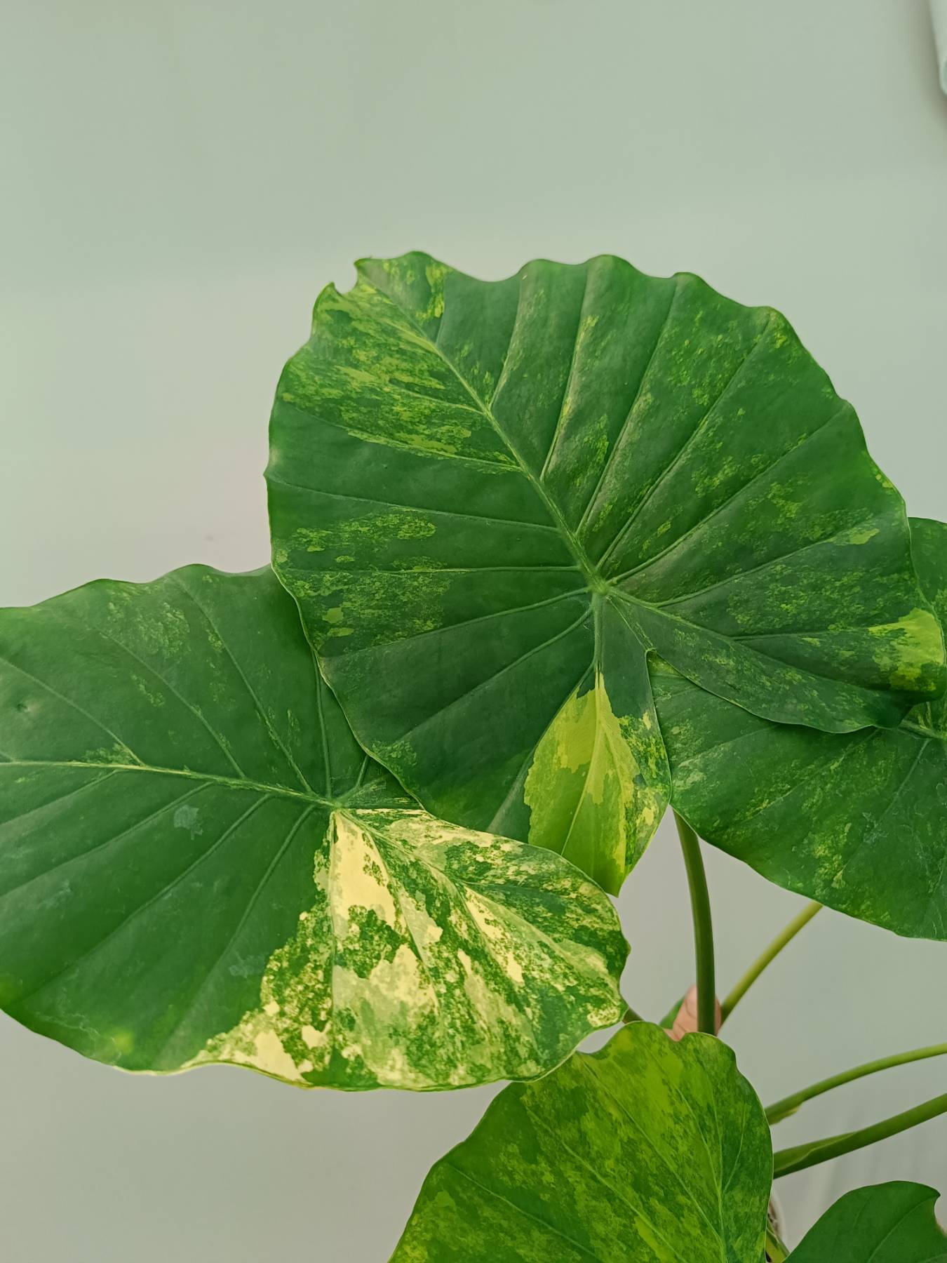 Alocasia Odora Variegata Aurea