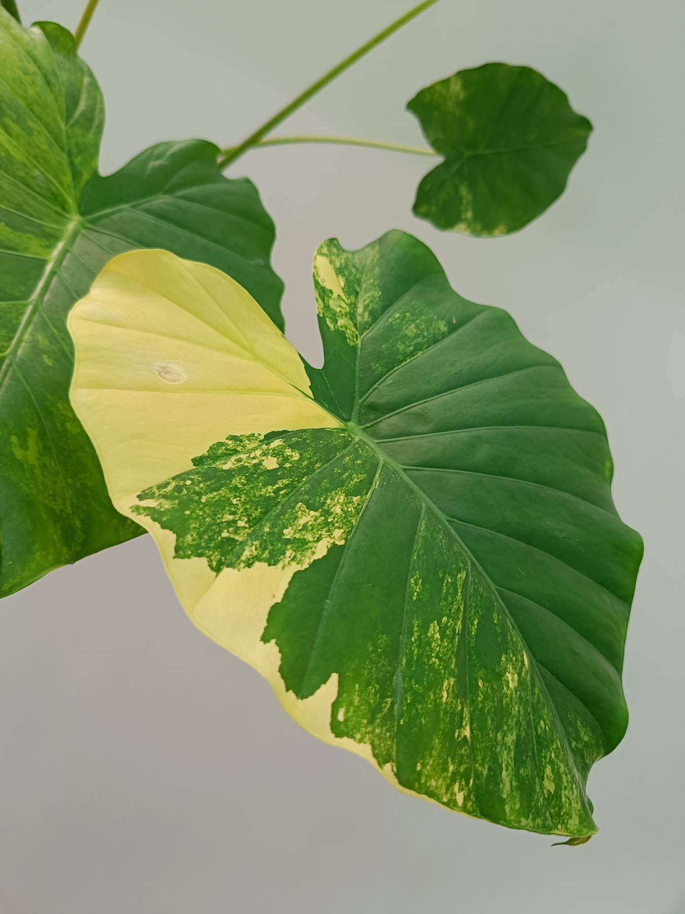 Alocasia Odora Variegata Aurea