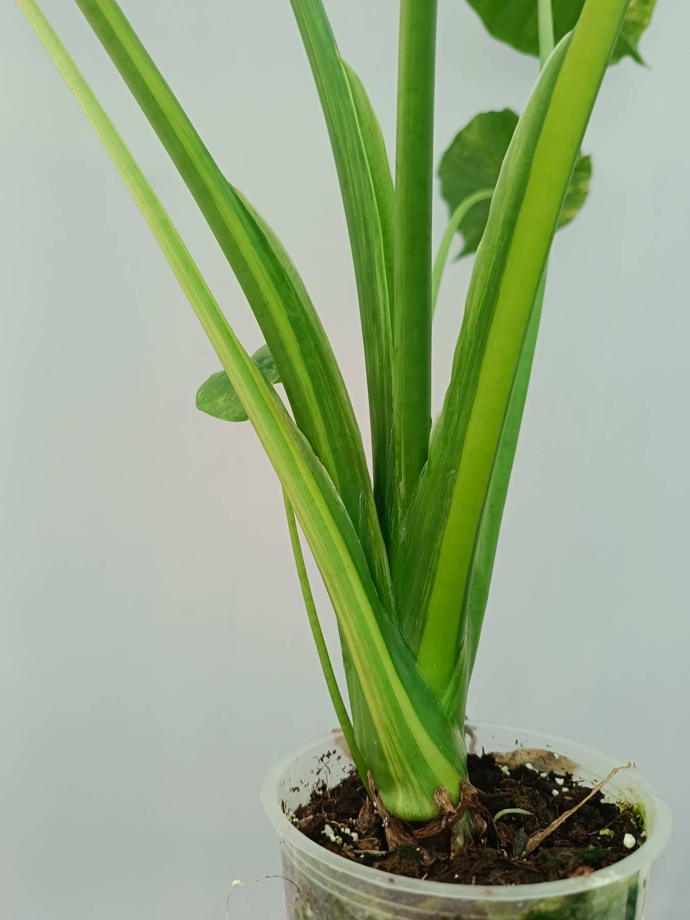 Alocasia Odora Variegata Aurea