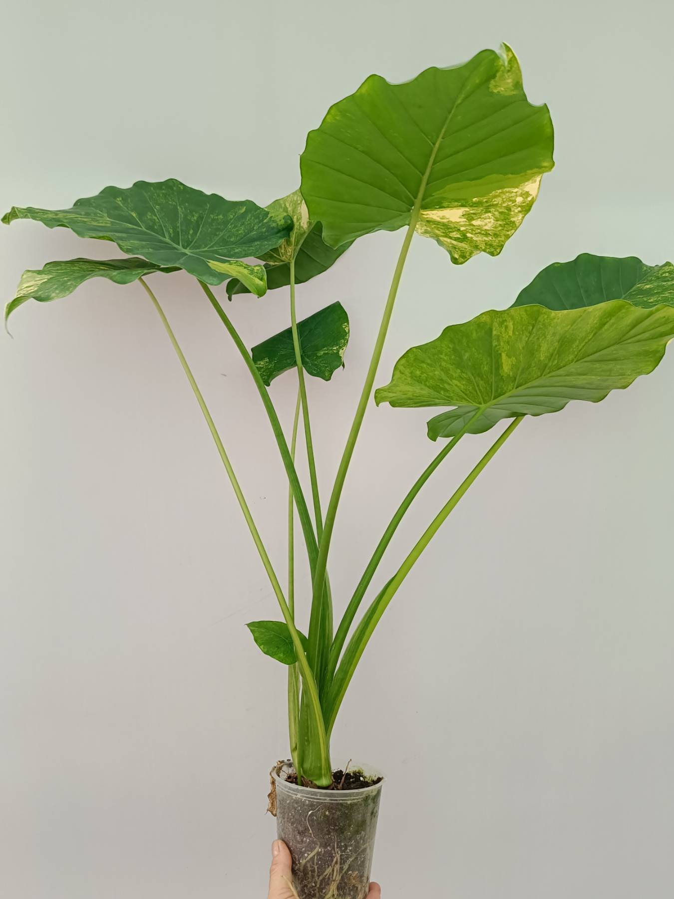 Alocasia Odora Variegata Aurea