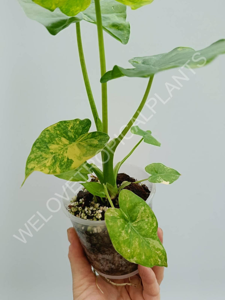 Alocasia odora variegata aurea