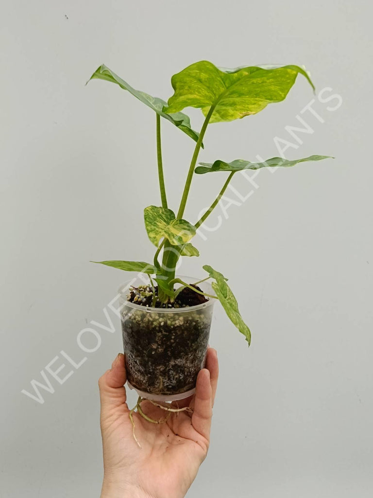 Alocasia odora variegata aurea