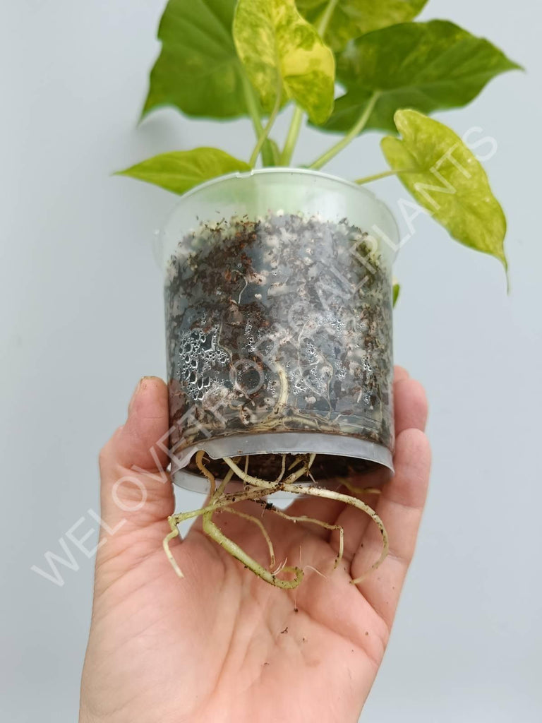 Alocasia odora variegata aurea