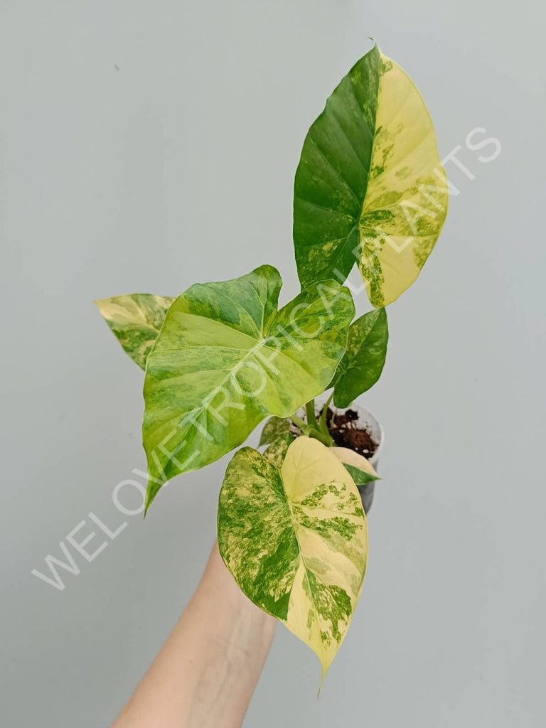 Alocasia odora variegata aurea