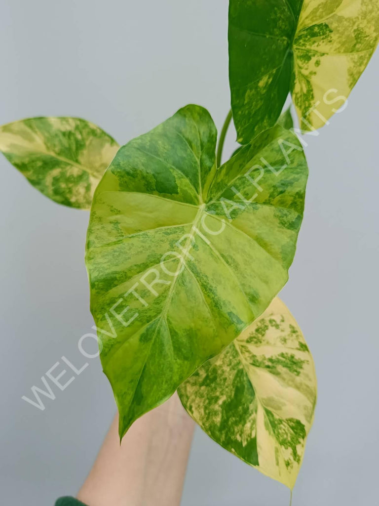 Alocasia odora variegata aurea