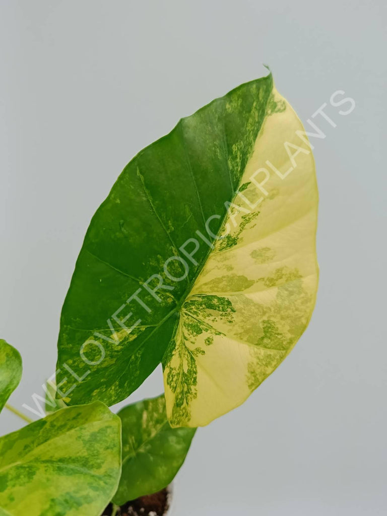 Alocasia odora variegata aurea