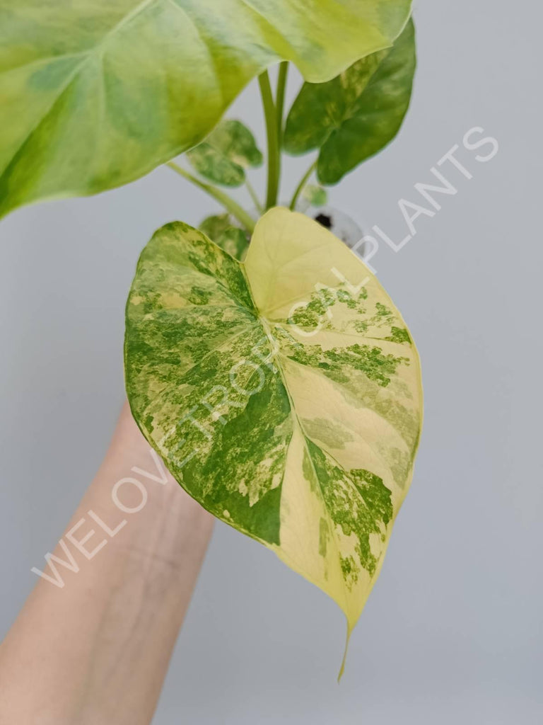 Alocasia odora variegata aurea