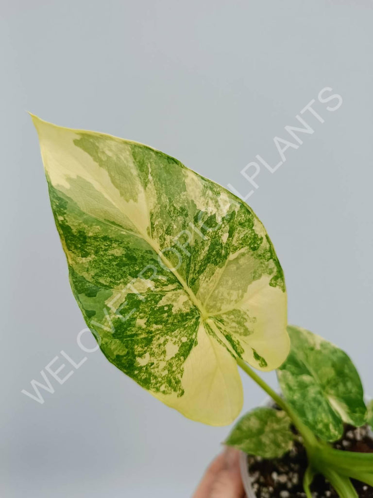 Alocasia odora variegata aurea