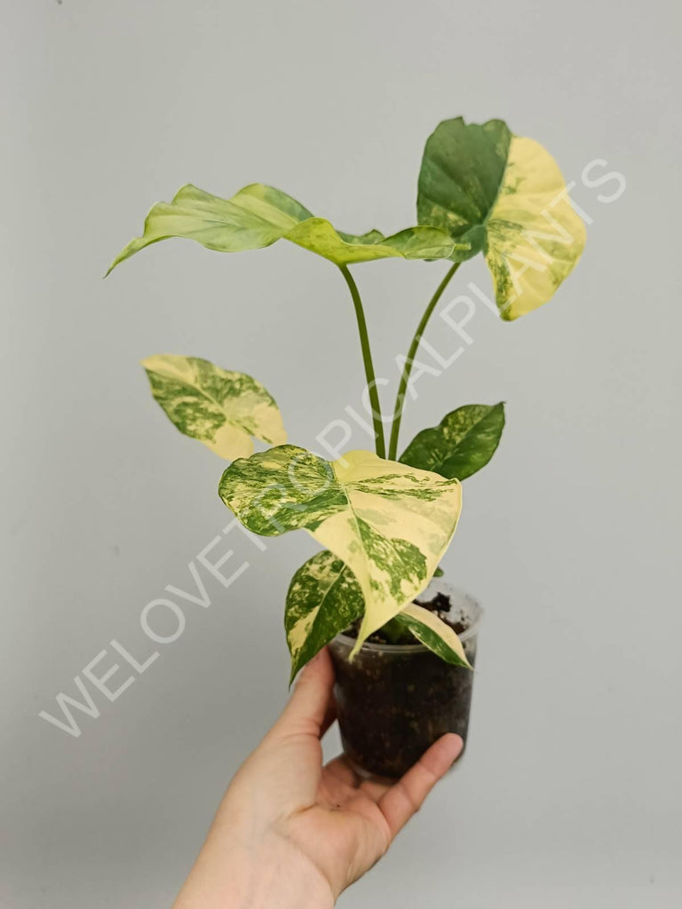 Alocasia odora variegata aurea