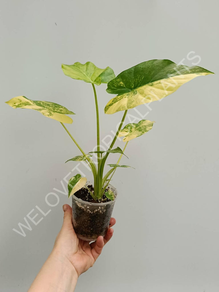 Alocasia odora variegata aurea