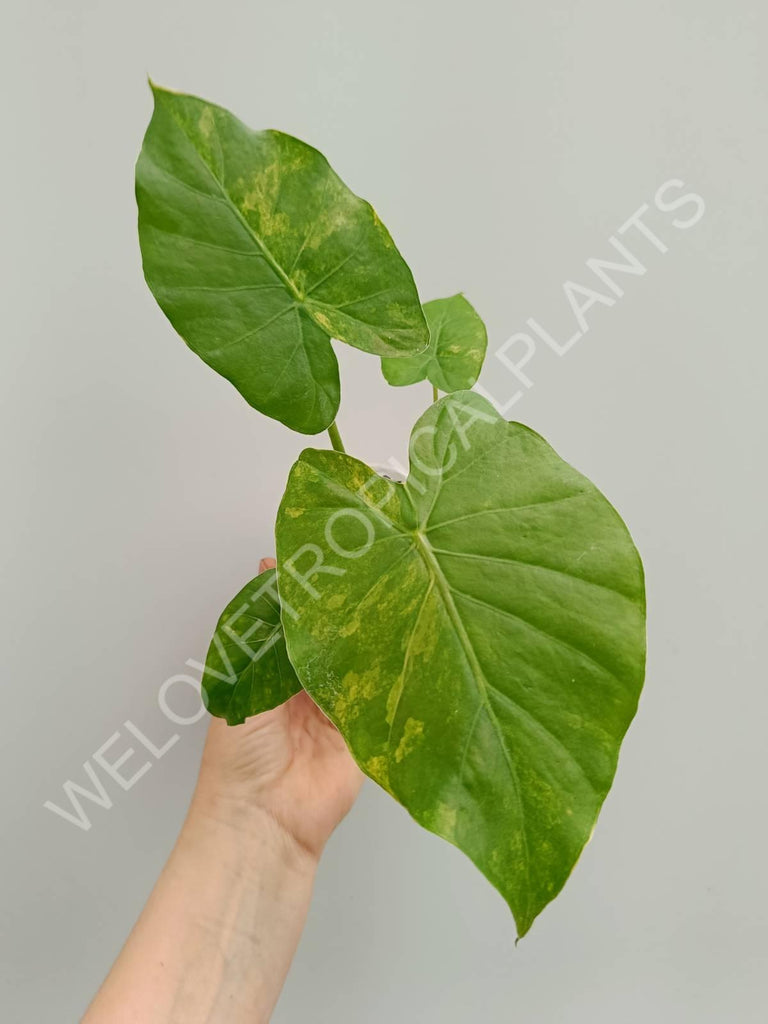 Alocasia odora variegata aurea