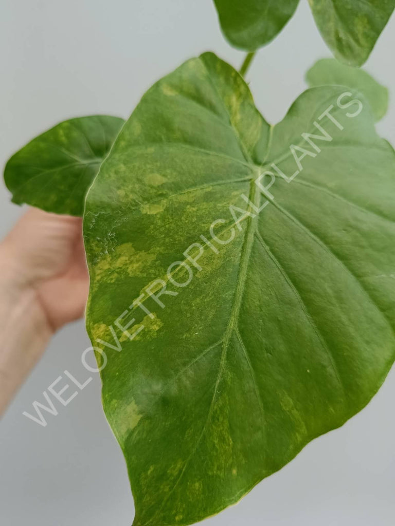 Alocasia odora variegata aurea