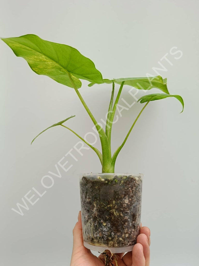 Alocasia odora variegata aurea