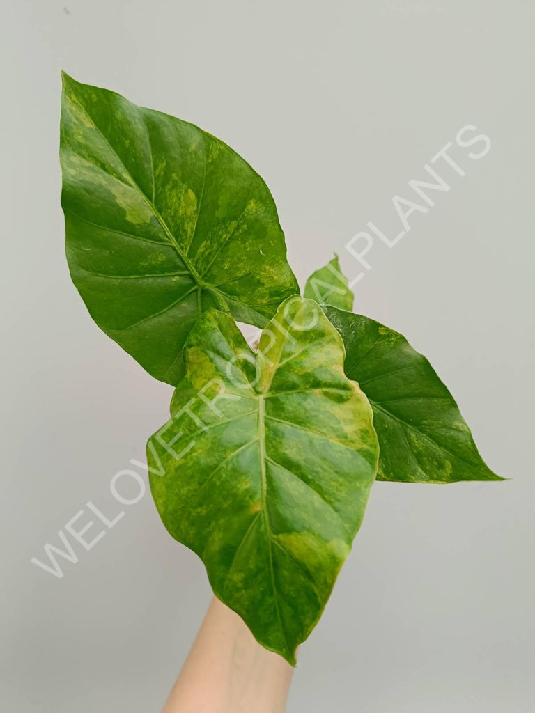 Alocasia odora variegata aurea