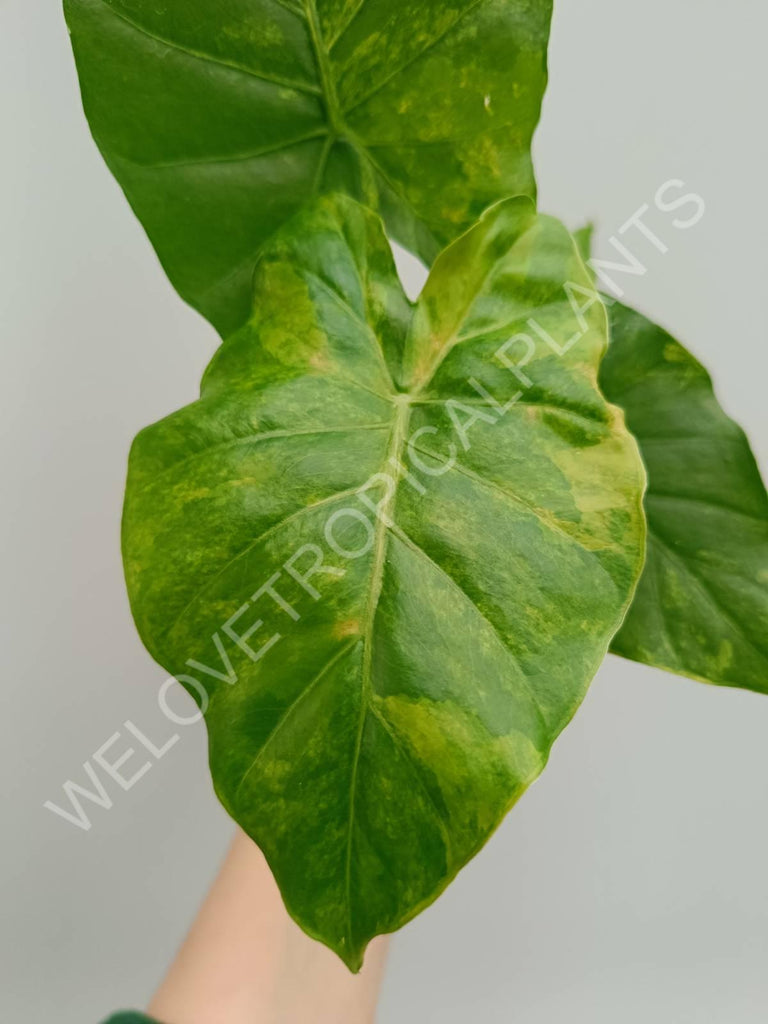 Alocasia odora variegata aurea