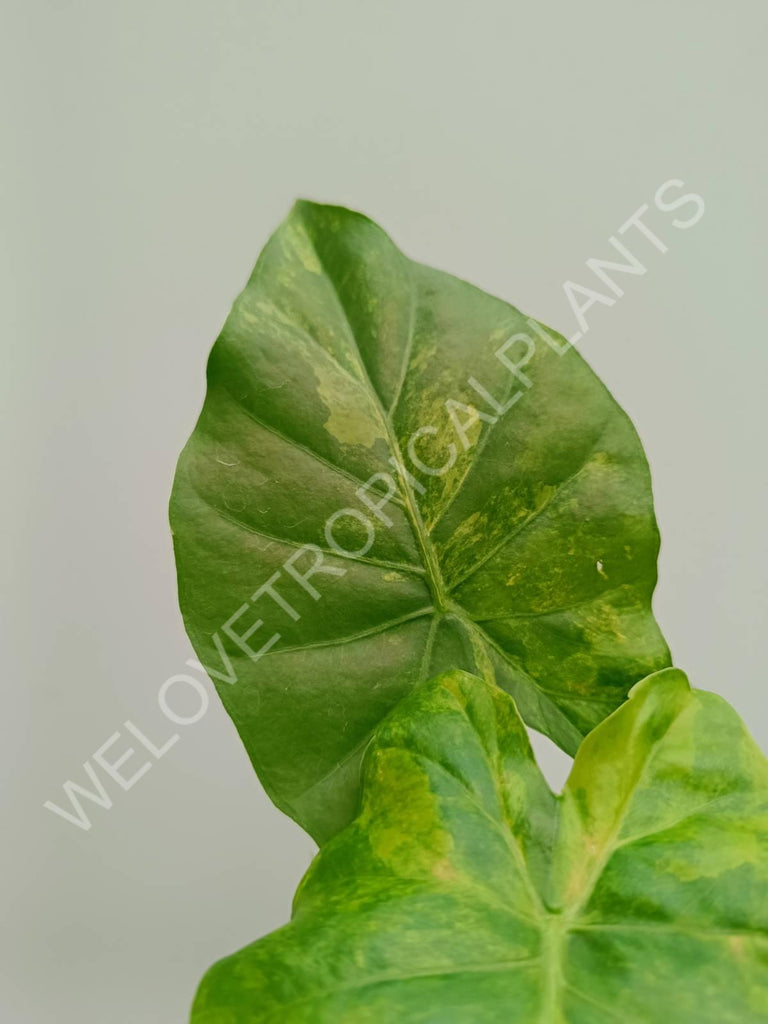 Alocasia odora variegata aurea