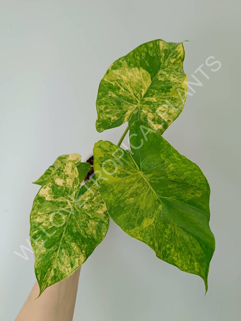 Alocasia odora variegata aurea