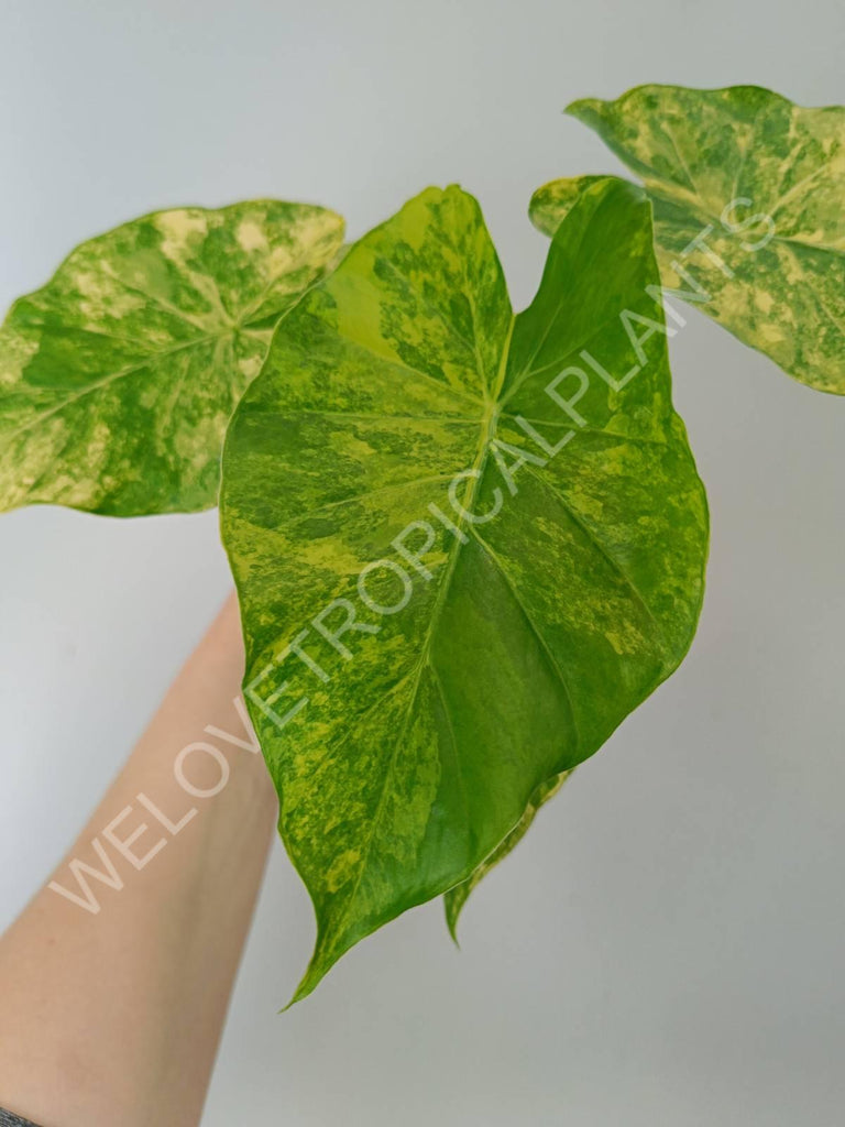 Alocasia odora variegata aurea