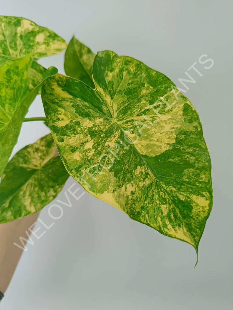 Alocasia odora variegata aurea