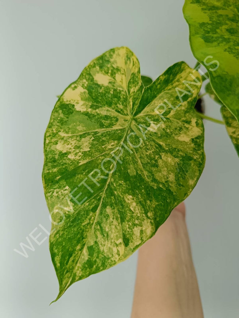 Alocasia odora variegata aurea