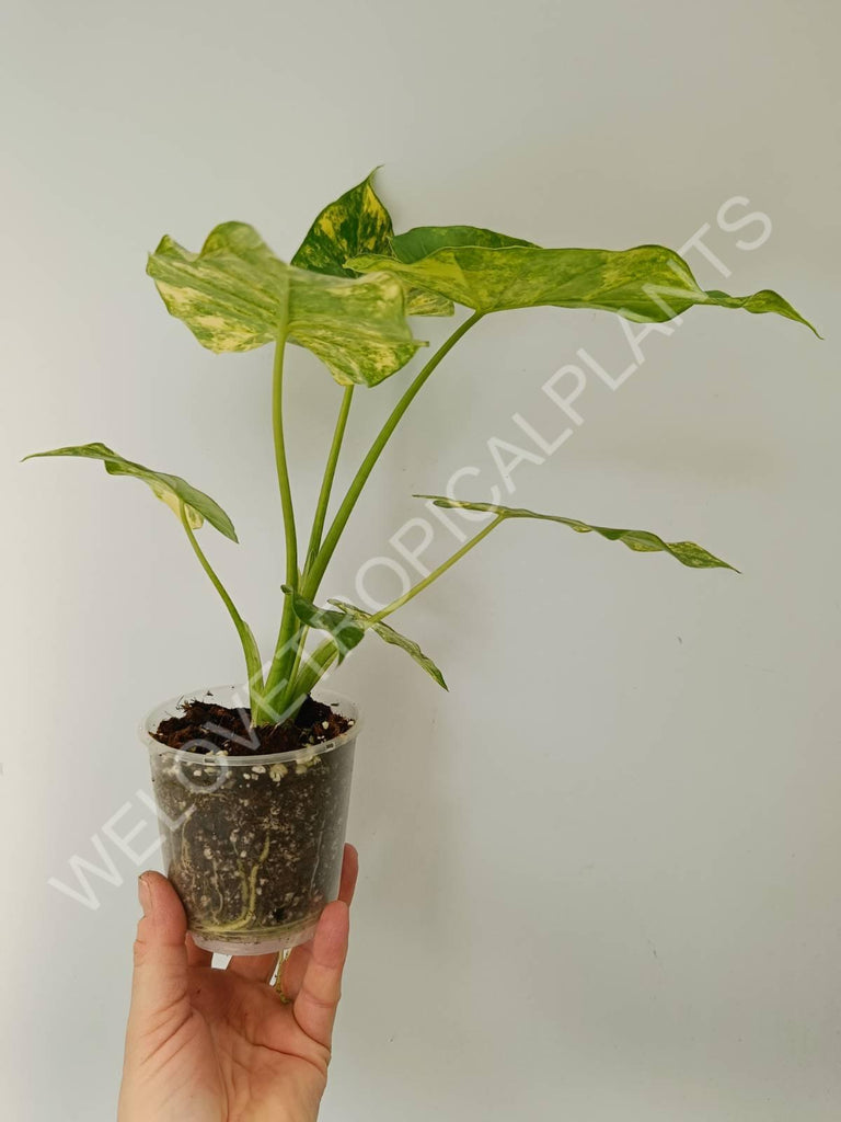 Alocasia odora variegata aurea