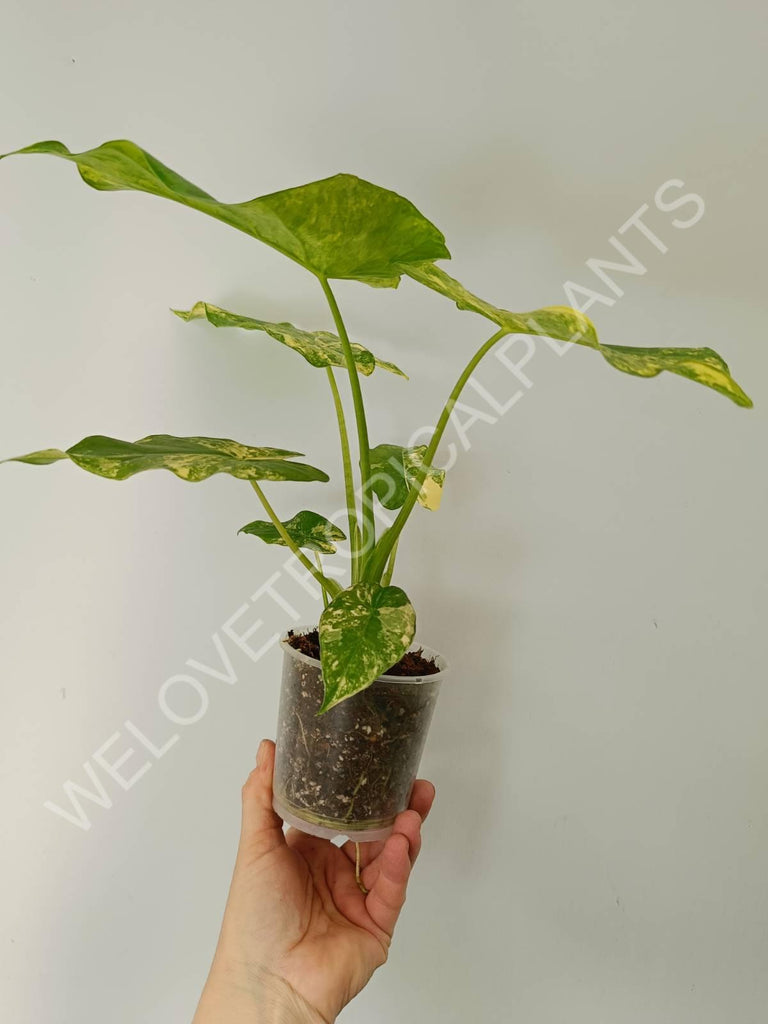 Alocasia odora variegata aurea