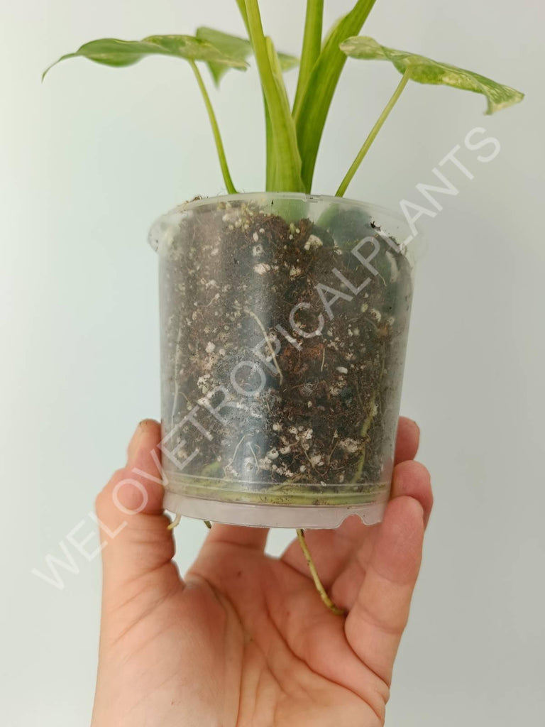 Alocasia odora variegata aurea