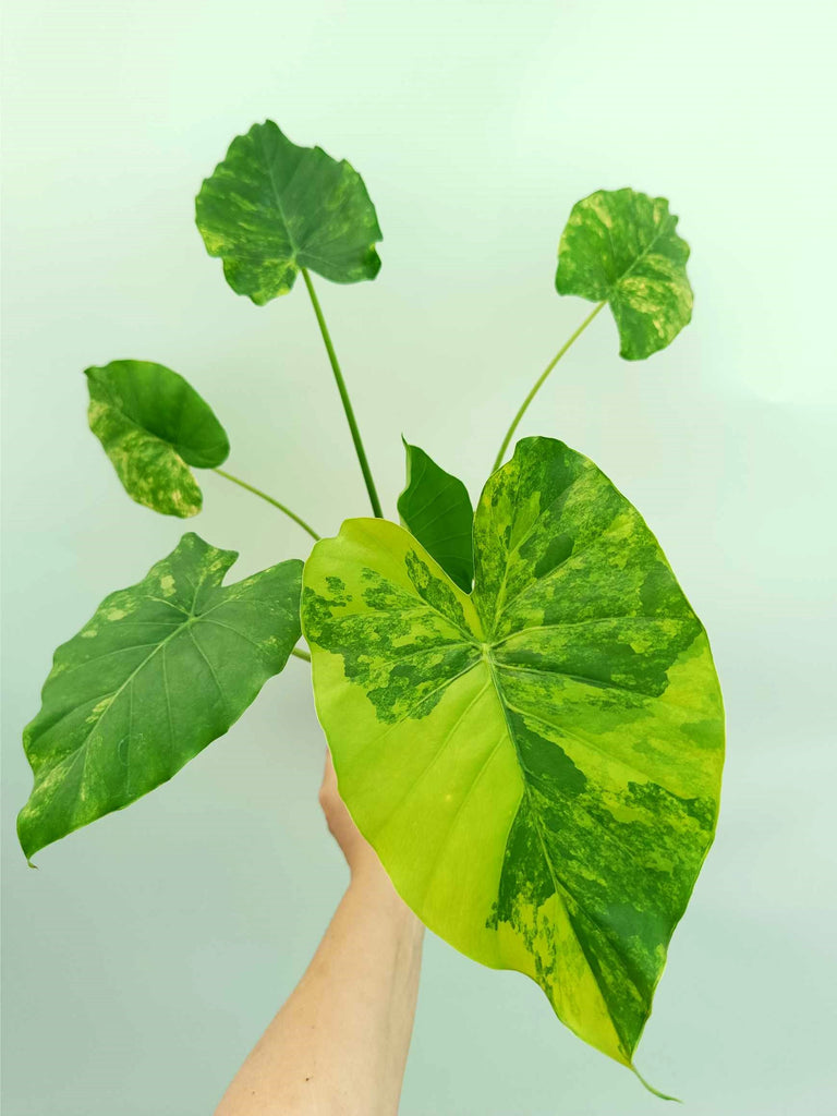 Alocasia odora variegata aurea