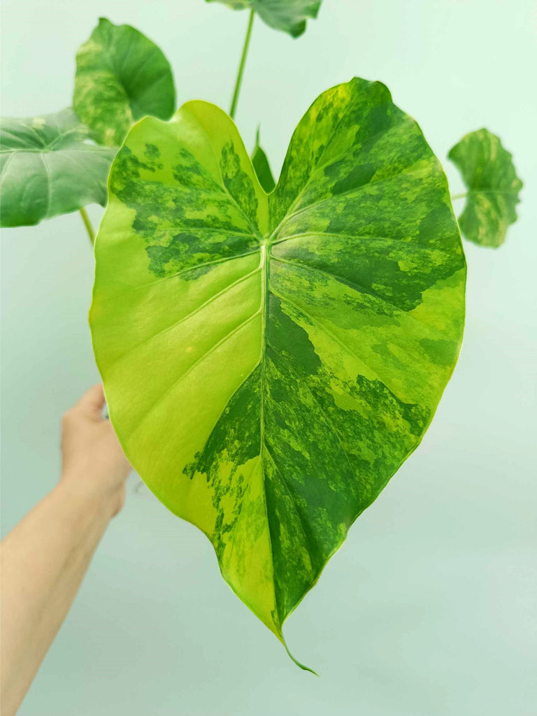 Alocasia odora variegata aurea