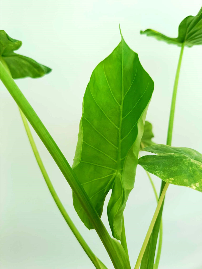 Alocasia odora variegata aurea