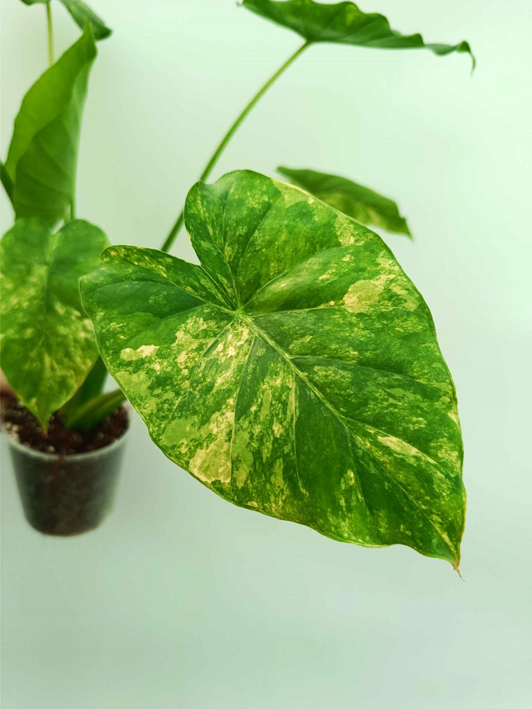 Alocasia odora variegata aurea