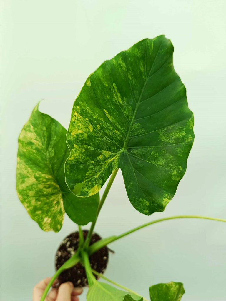 Alocasia odora variegata aurea
