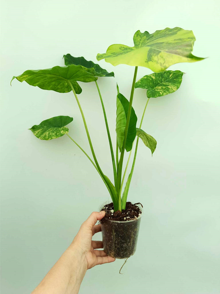 Alocasia odora variegata aurea