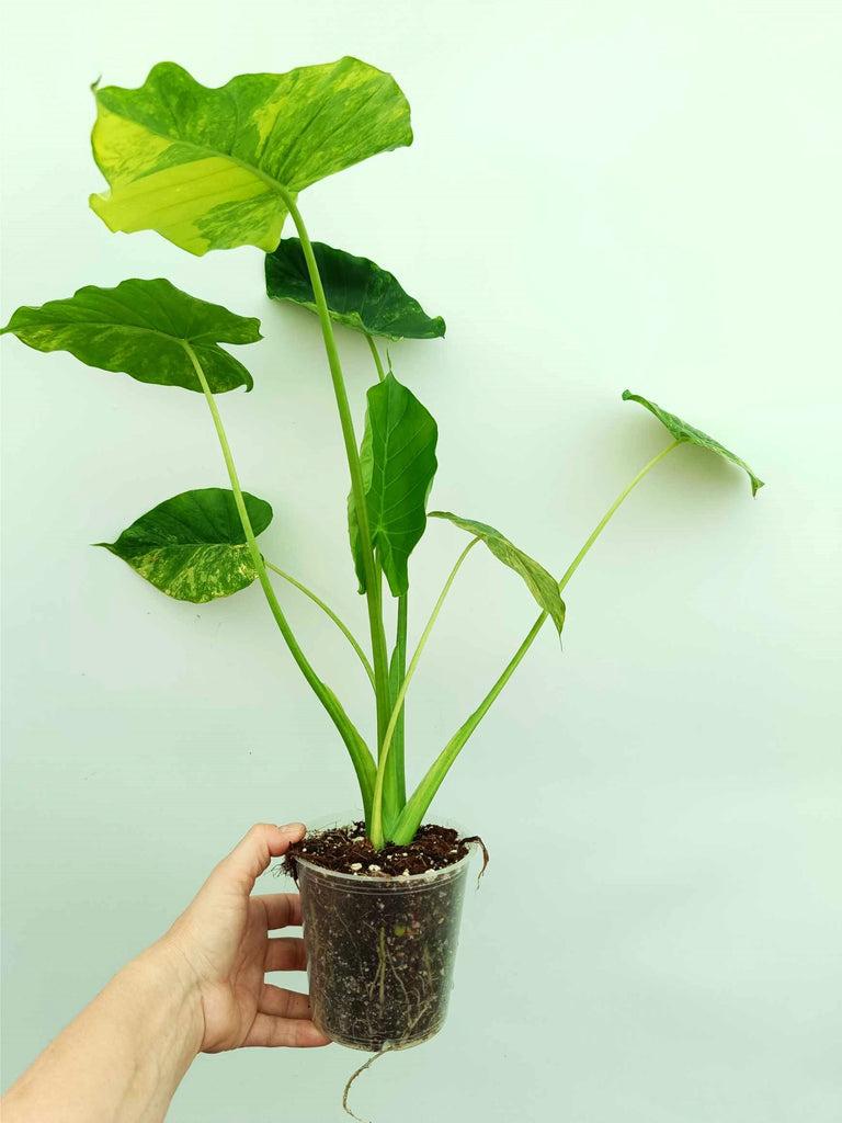 Alocasia odora variegata aurea