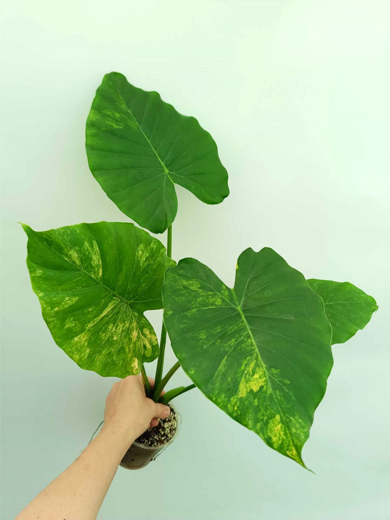 Alocasia odora variegata aurea