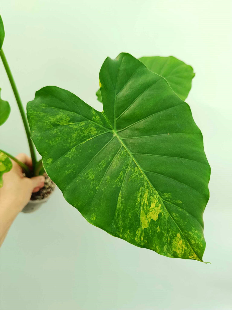 Alocasia odora variegata aurea