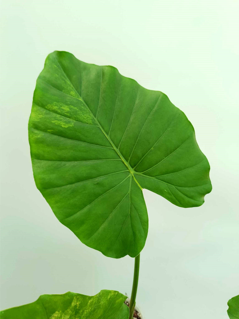 Alocasia odora variegata aurea