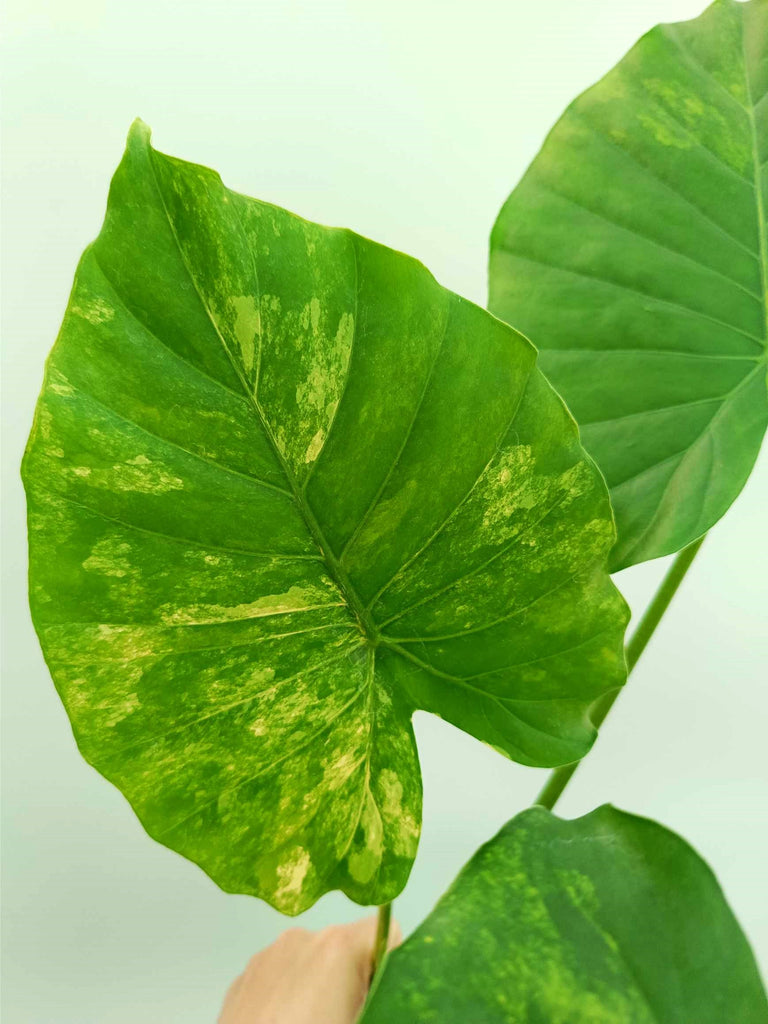 Alocasia odora variegata aurea