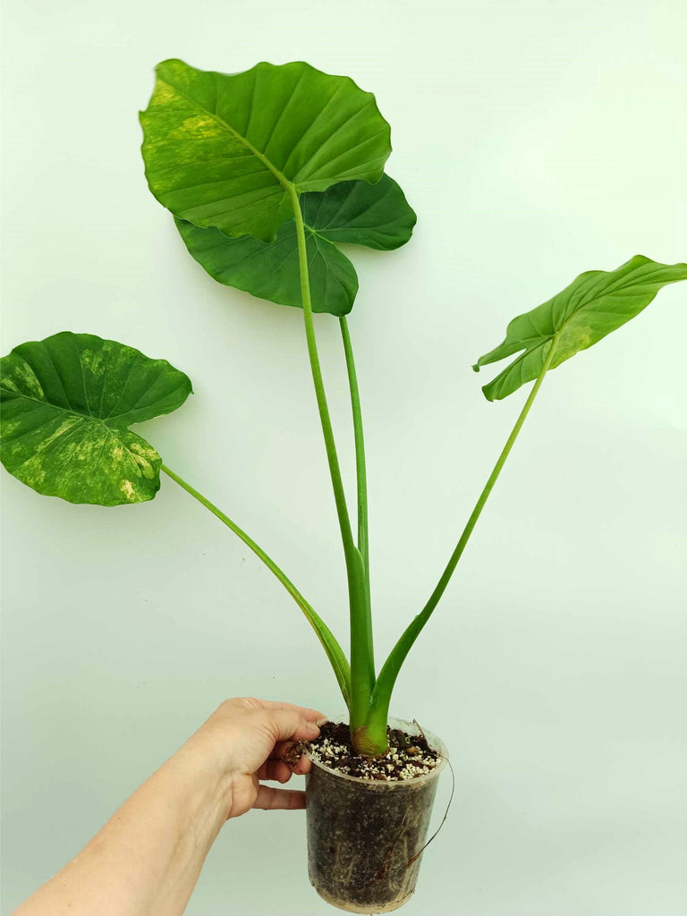 Alocasia odora variegata aurea