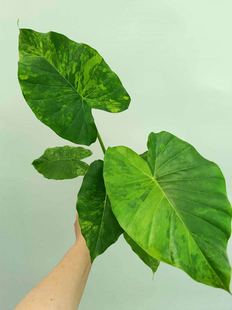 Alocasia odora variegata aurea
