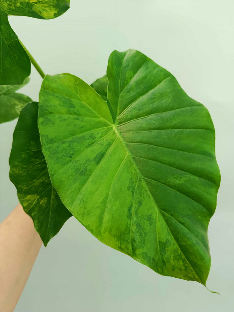 Alocasia odora variegata aurea