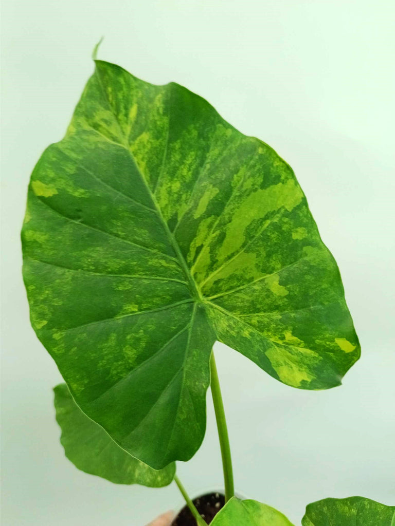 Alocasia odora variegata aurea