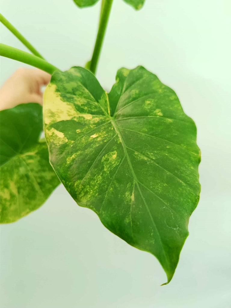 Alocasia odora variegata aurea
