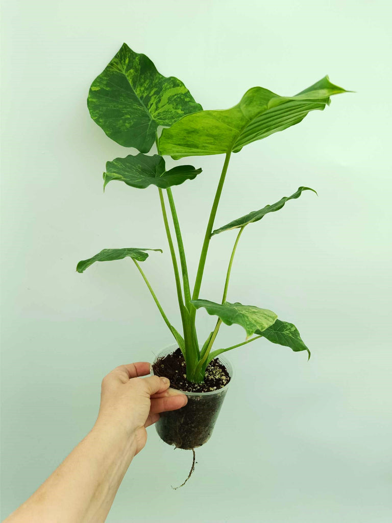 Alocasia odora variegata aurea
