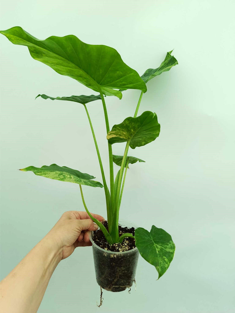 Alocasia odora variegata aurea
