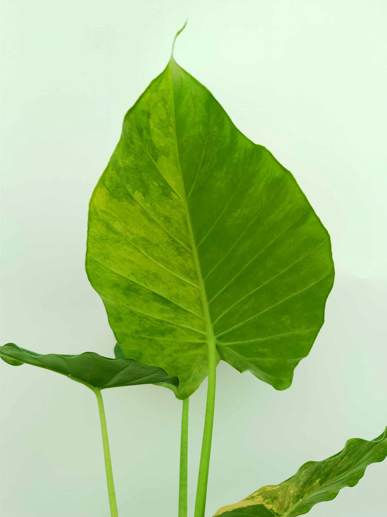 Alocasia odora variegata aurea