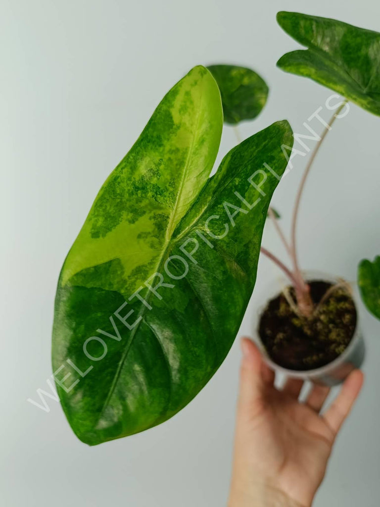 Alocasia pink dragon variegata